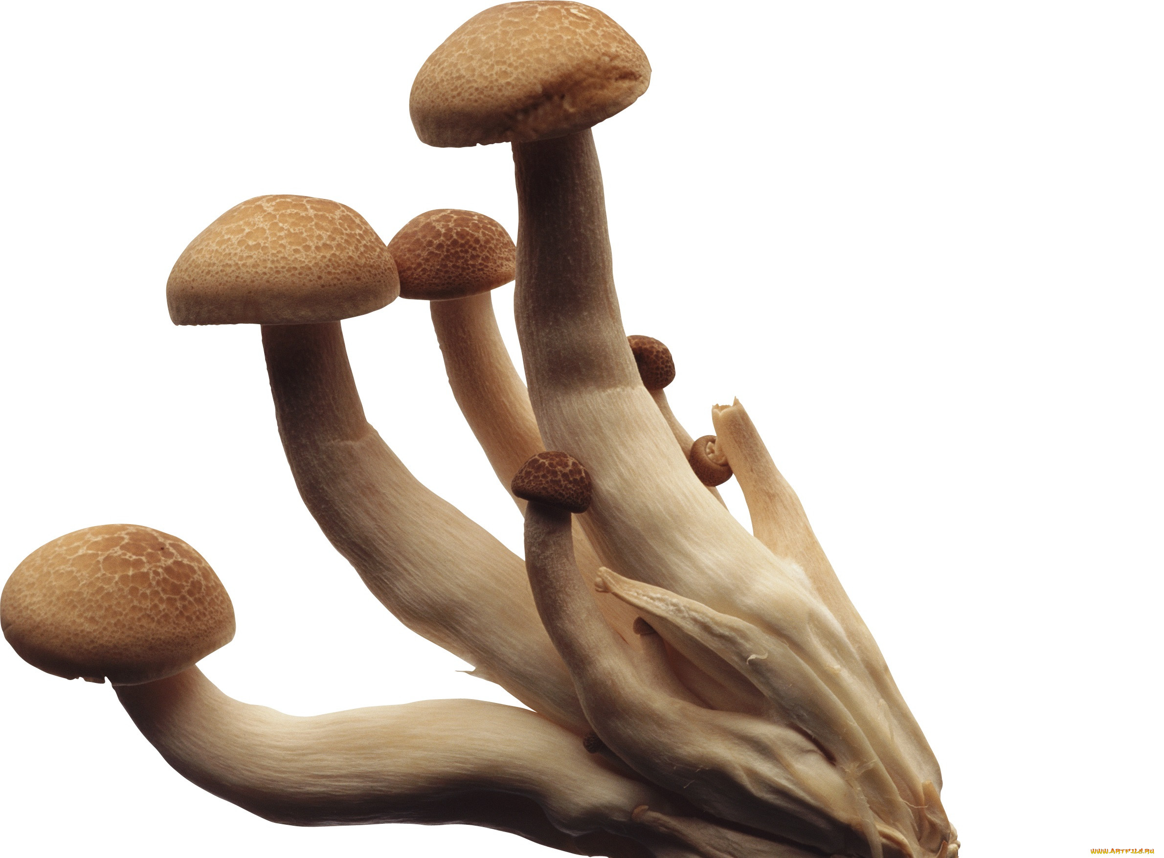 Съедобные грибы на прозрачном фоне
